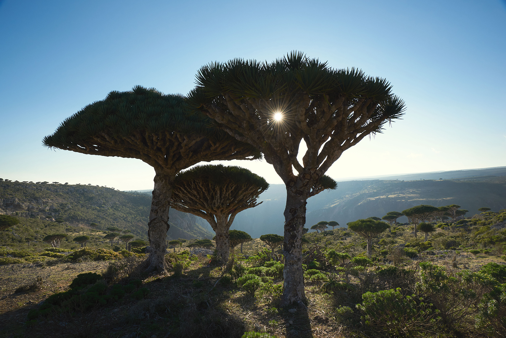 Landscapes | Qalansiya, Socotra, Yemen