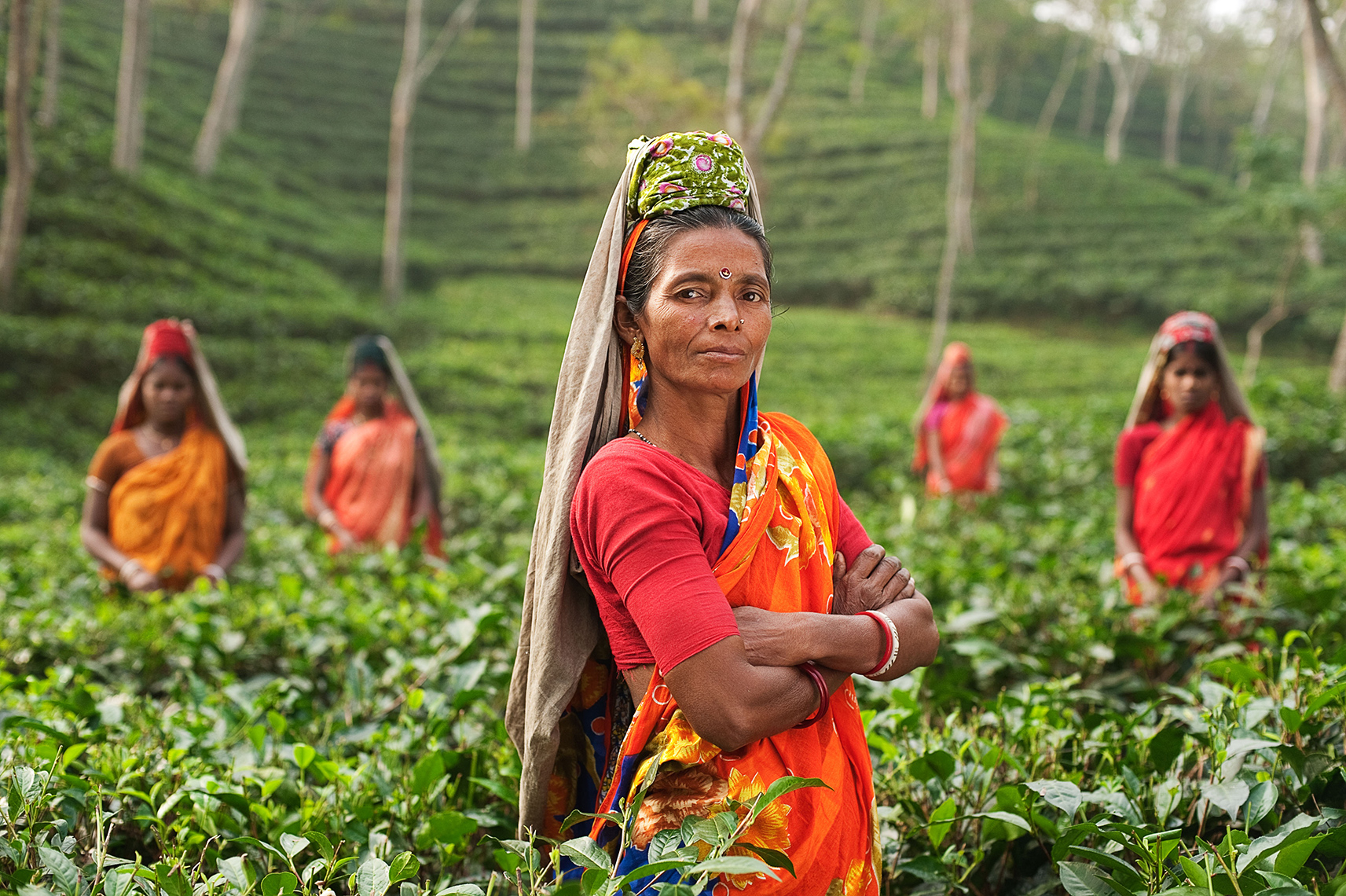 Tea Pickers in a tea garden in Sreemangal, Bangladesh